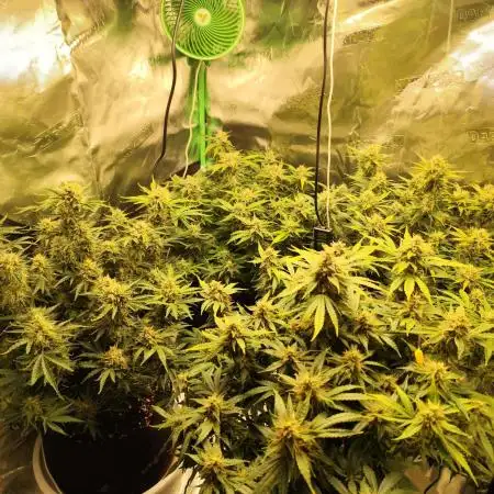 tropicana cookies fast buds