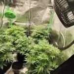 tropicana cookies fast buds