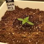 Guava Run
