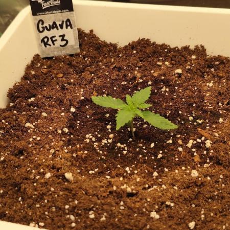 Guava Run
