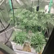 Strawberry Gorilla RF3 + ZtrawberrieZ