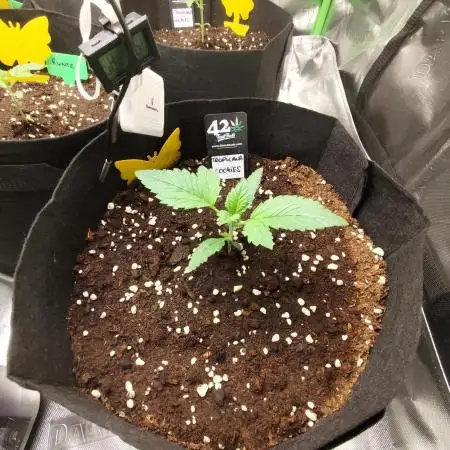 tropicana cookies fast buds