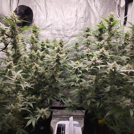 SuperBoof & Apolo Haze