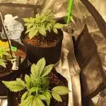 tropicana cookies fast buds