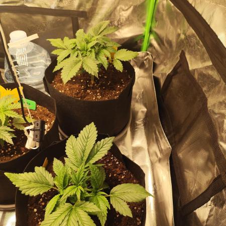 tropicana cookies fast buds