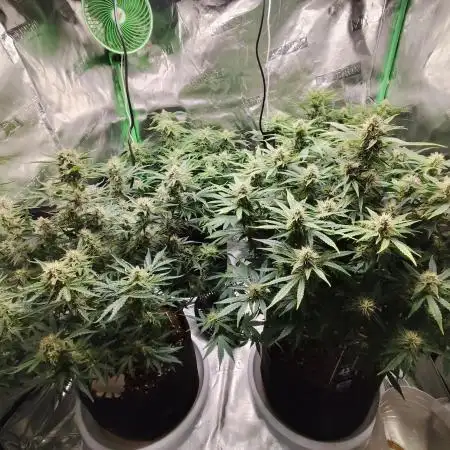tropicana cookies fast buds