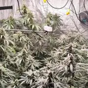 Guava Run