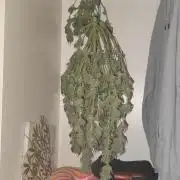 SuperBoof & Apolo Haze