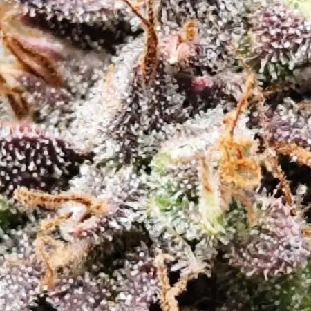 tropicana cookies fast buds