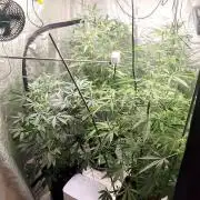 Mephisto's Run
