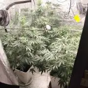 Guava Run