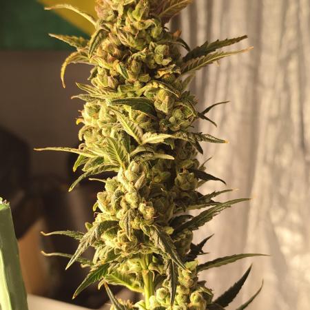 4/20 grow