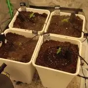 Strawberry Gorilla RF3 + ZtrawberrieZ