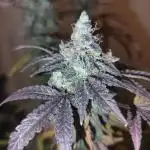 SweetSeeds Grow