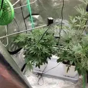 Guava Run