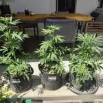 FastBuds Ztrawberryez