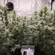 SuperBoof & Apolo Haze