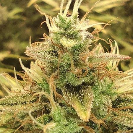 tropicana cookies fast buds