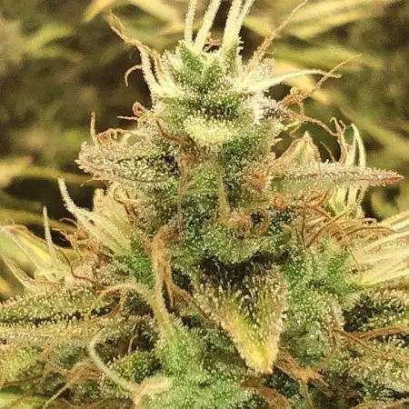 tropicana cookies fast buds
