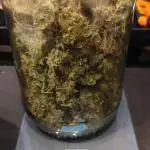 tropicana cookies fast buds