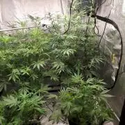 Strawberry Gorilla RF3 + ZtrawberrieZ