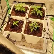 Strawberry Gorilla RF3 + ZtrawberrieZ