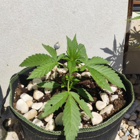 FastBuds Ztrawberryez