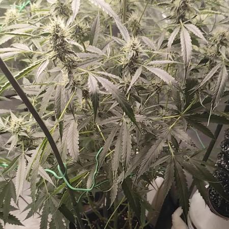 Mephisto's Run