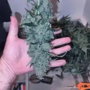 4/20 grow
