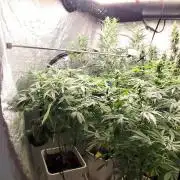 Strawberry Gorilla RF3 + ZtrawberrieZ