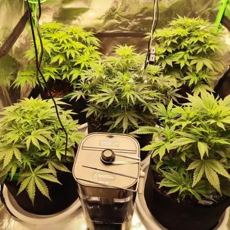 tropicana cookies fast buds