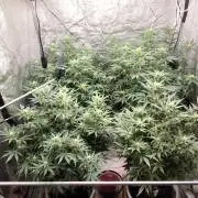 SuperBoof & Apolo Haze