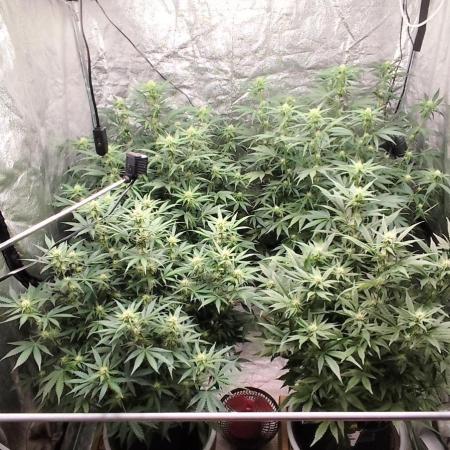 SuperBoof & Apolo Haze