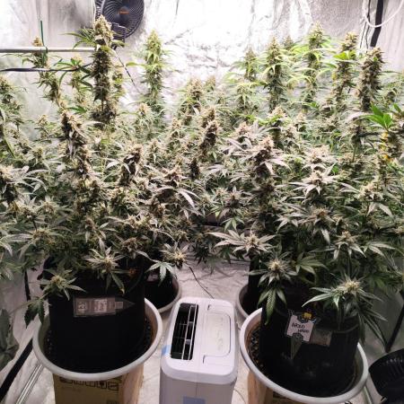 SuperBoof & Apolo Haze