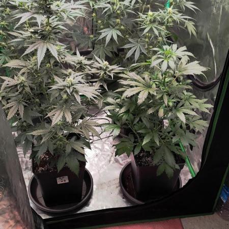 4/20 grow