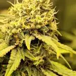 SweetSeeds Grow