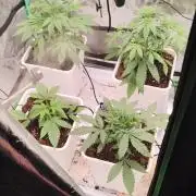 Strawberry Gorilla RF3 + ZtrawberrieZ