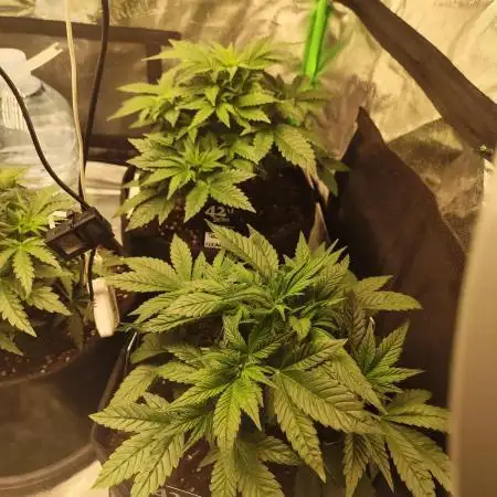 tropicana cookies fast buds