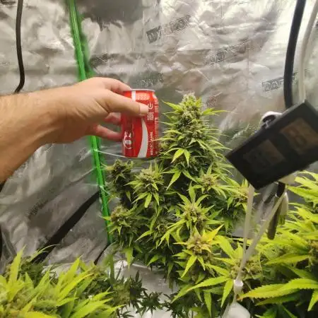 SweetSeeds Grow