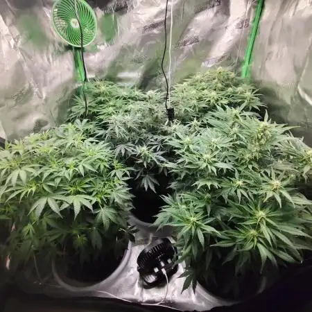 tropicana cookies fast buds