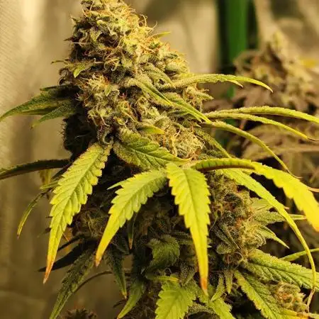 SweetSeeds Grow