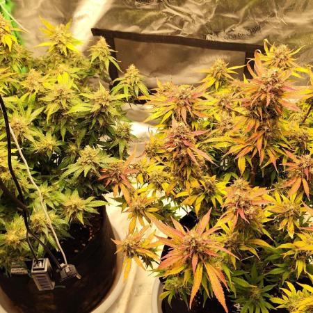 tropicana cookies fast buds