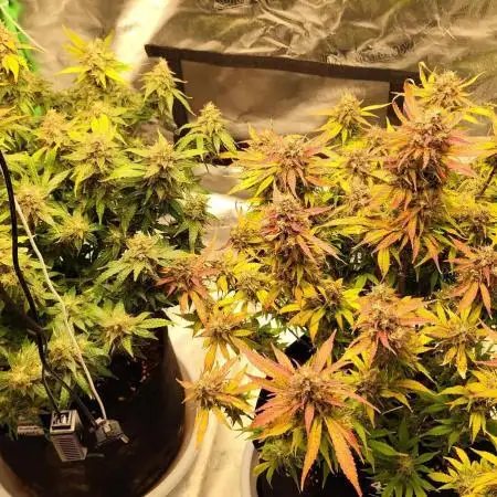 tropicana cookies fast buds
