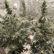 4/20 grow