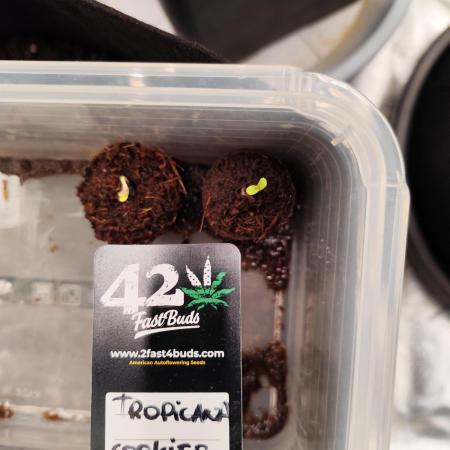 tropicana cookies fast buds