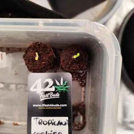 tropicana cookies fast buds