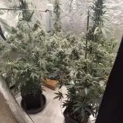 4/20 grow