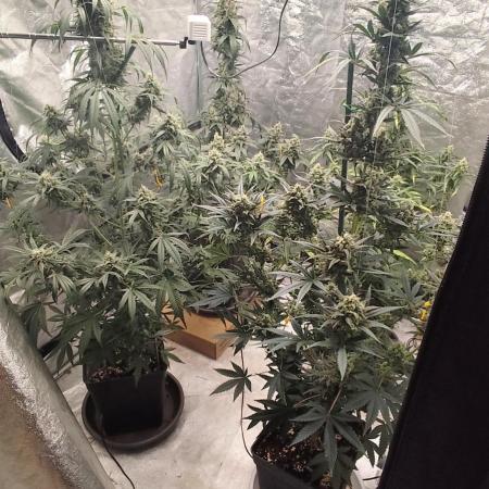 4/20 grow
