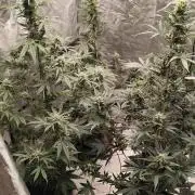 4/20 grow