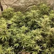 SuperBoof & Apolo Haze